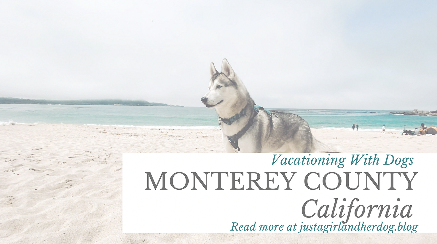 Vacationing with Dogs in Monterey County, CA